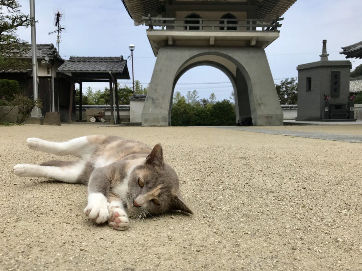 泊清寺の猫